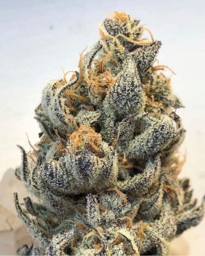 Image 4 of White Grapefruit Cookies cannabis by Oni Seed Co – Citrus – Outdoor – Regular – Seed City
