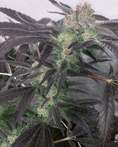 showing Regular – Citrus – Outdoor – image 5 – Seed City