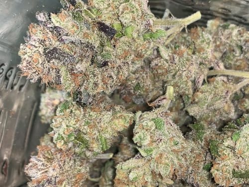 White Grapefruit Cookies cannabis seeds – 12/12 Photoperiod – Citrus – Outdoor – image 6 from Seed City
