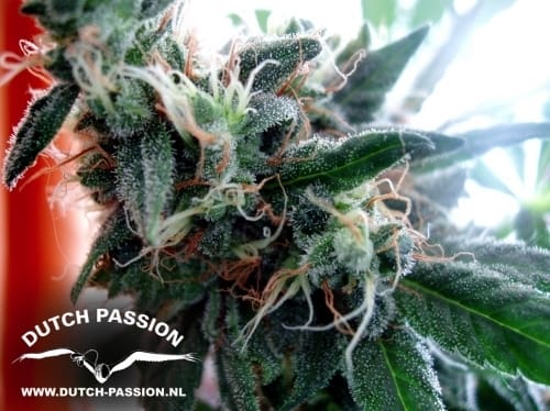 showing Super Strength – The End of October – Sativa-leaning – image 6 – Seed City