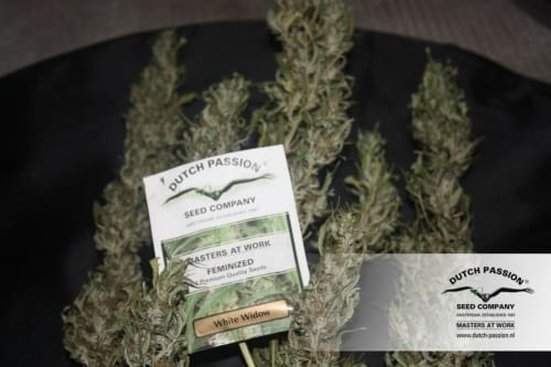 White Widow cannabis seeds – Sativa-leaning – 12/12 Photoperiod – Super Strength – image 13 from Seed City