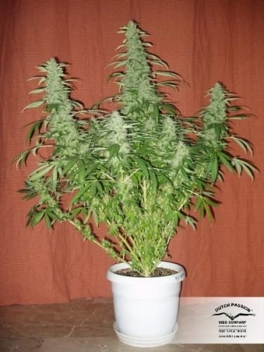 White Widow cannabis seeds – Sativa-leaning – Super Strength – 12/12 Photoperiod – image 17 from Seed City