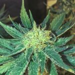 White Widow Fast cannabis seeds – Relaxing – 50% Indica/50% Sativa – Greenhouse – image 2 from Seed City