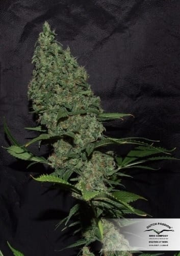 White Widow x The Ultimate by Dutch Passion Seeds – Indoor-friendly – Citrus – Super Strength – image 2 – Seed City