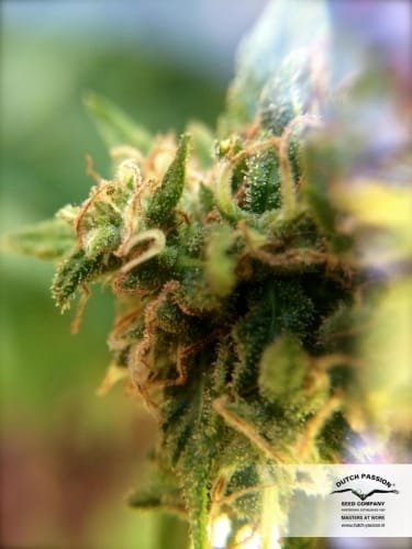 White Widow x The Ultimate cannabis seeds – Regular – 12/12 Photoperiod – Citrus – image 3 from Seed City
