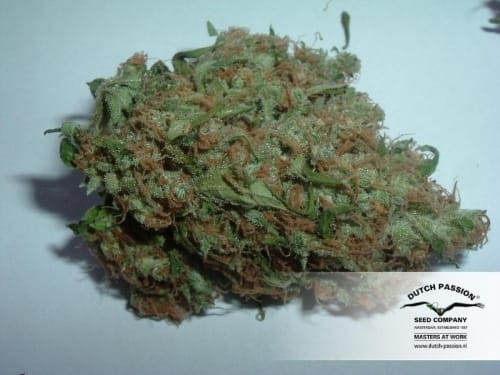 White Widow x The Ultimate cannabis seeds – Citrus – Regular – Super Strength – image 4 from Seed City