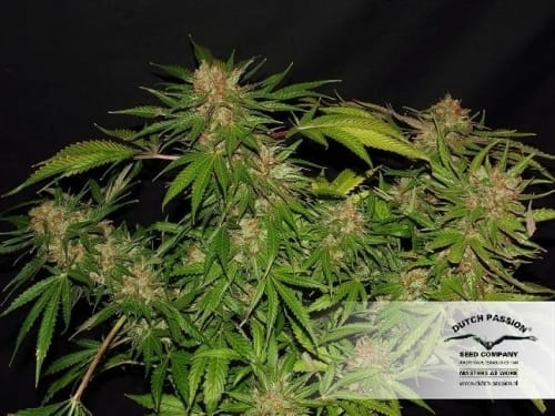 White Widow x The Ultimate cannabis seeds – Super Strength – Regular – 12/12 Photoperiod – image 5 from Seed City