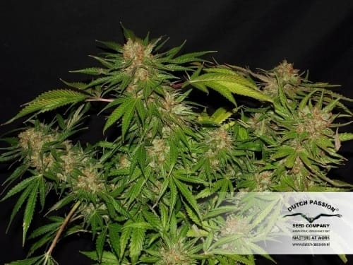 White Widow x The Ultimate by Dutch Passion Seeds – Citrus – Super Strength – Tall (140cm plus) – image 6 – Seed City