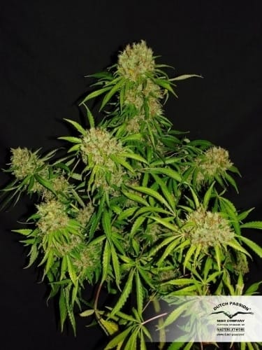 White Widow x The Ultimate cannabis seeds – Super Strength – Citrus – 50% Indica/50% Sativa – image 7 from Seed City