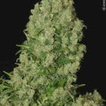Super Strength – 12/12 Photoperiod – Female seeds – White Russian strain – image 2 – from Serious Seeds via Seed City
