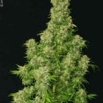 White Russian cannabis seeds – Cerebral – Sweet – Super Strength – image 4 from Seed City