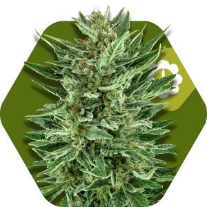 White Cheese Autoflowering by Zambeza Seeds – Indica Dominant – Short (up to 80cm) – Greenhouse – image 1 – Seed City