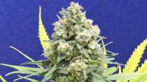 White Critical