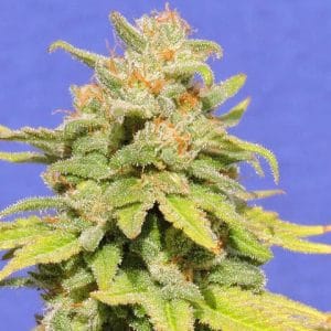 White Crystal Meth Auto from Original Sensible Seeds