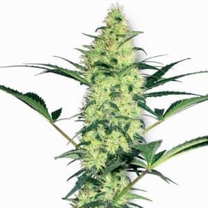 White Diesel cannabis seeds – Feminized – Mostly Indica – Citrus – image 1 from Seed City