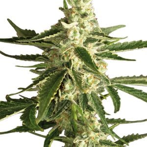 Image 1 of White Diesel Haze Automatic cannabis by White Label Seeds – Sour – Feminized – Cerebral – Seed City