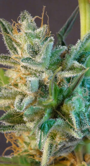 White Domina Automatic