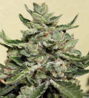 White Dwarf from Buddha Seeds
