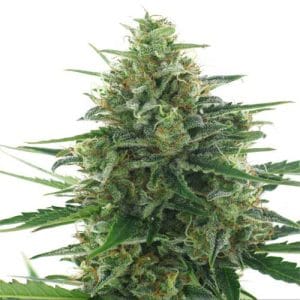 White Express from AC Genetics