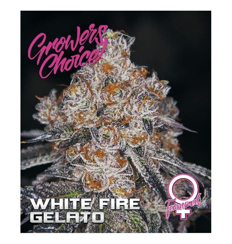 Image 1 of White Fire Gelato cannabis by Growers Choice – 12/12 Photoperiod – Indoor-friendly – Sweet – Seed City