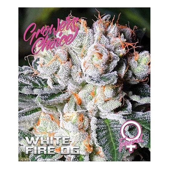 White Fire OG from Growers Choice