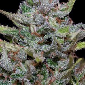 Image 1 of White Fire OG Kush cannabis by Big Head Seeds – Female seeds – Indica-heavy – Outdoor – Seed City