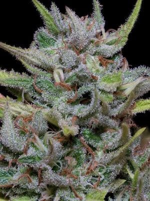 White Fire OG Kush