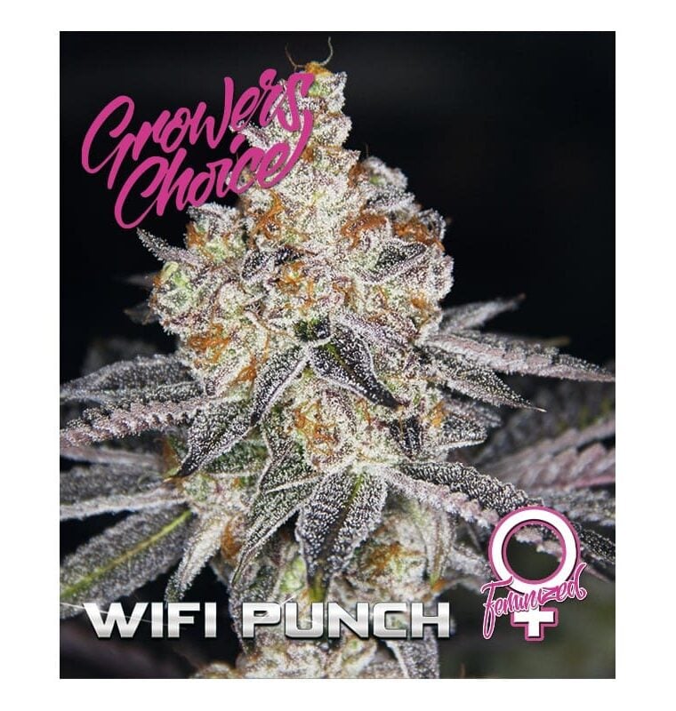 White Fire Punch cannabis seeds – Female seeds – Suited for indoor growing – Super Strength – image 1 from Seed City