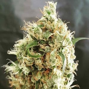 White Goblin Auto