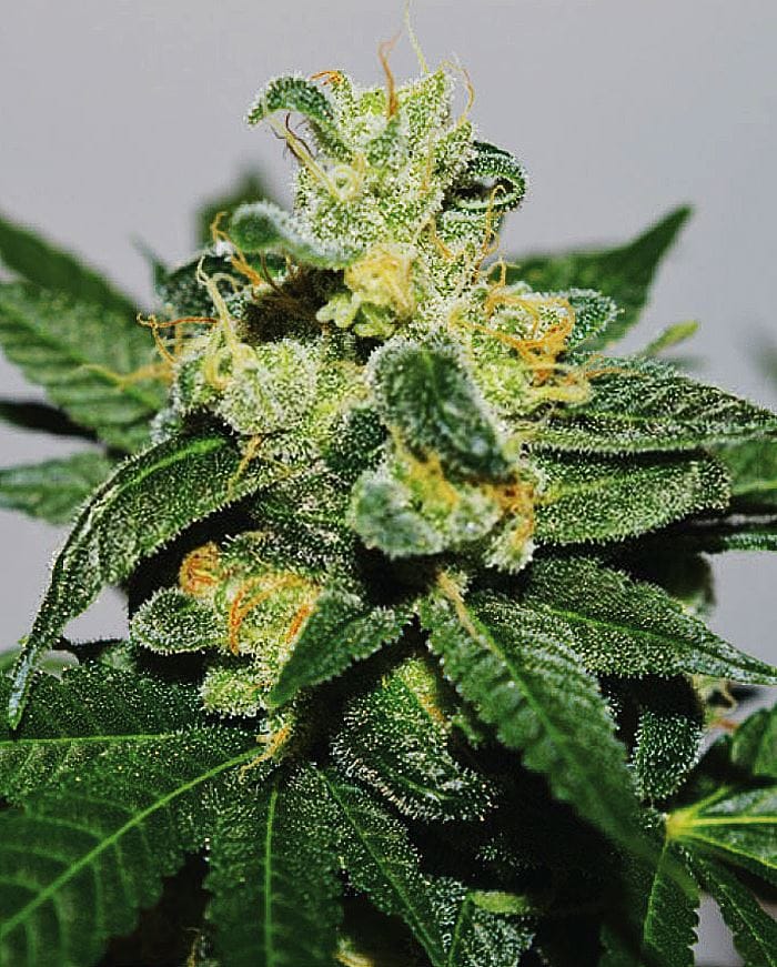 White Gold cannabis seeds – The End of September – Super Strength – Happy – image 1 from Seed City