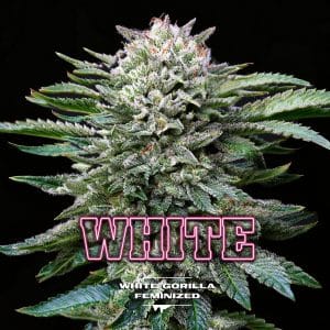 White Gorilla