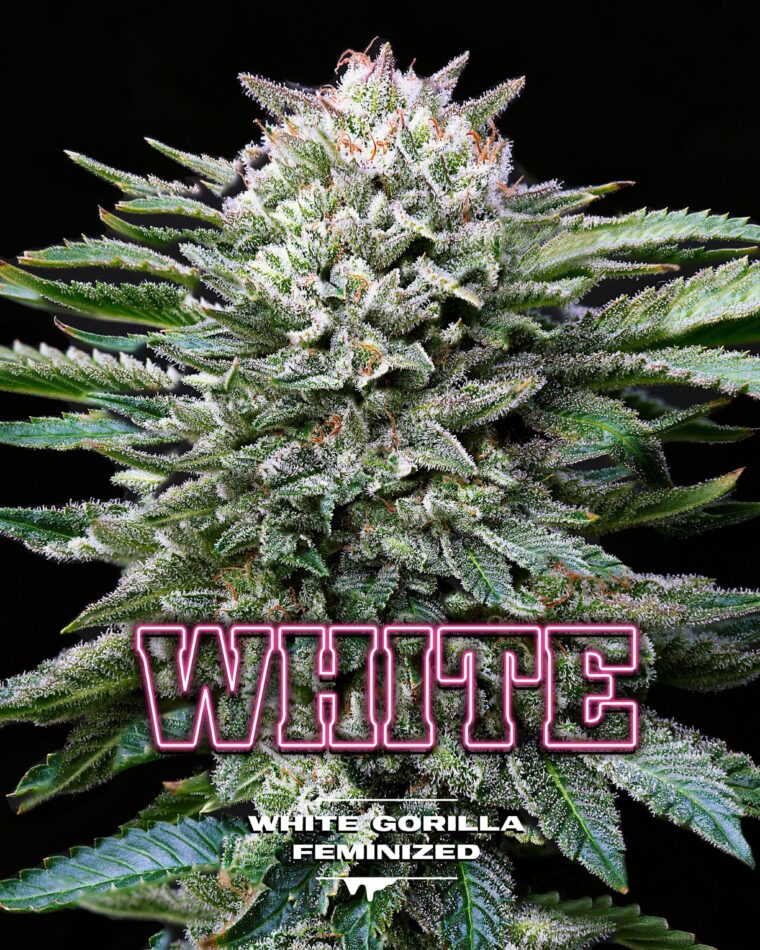 White Gorilla cannabis seeds – Female seeds – Outdoor – 12/12 Photoperiod – image 1 from Seed City