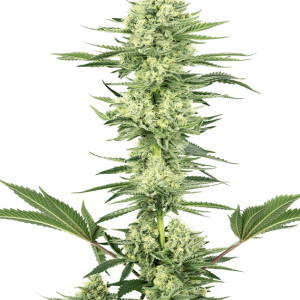 White Gorilla Haze cannabis seeds – Citrus – Good for outdoor grow – Sativa Dominant – image 1 from Seed City