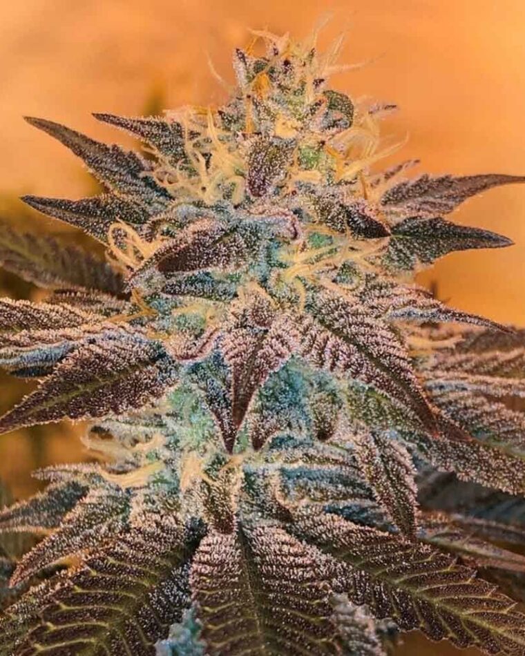 12/12 Photoperiod – Regular – Citrus – White Grapefruit Cookies strain – image 1 – from Oni Seed Co via Seed City