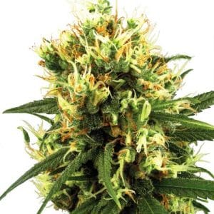 Euphoric – Auto-Flowering – Mostly Sativa – White Haze Automatic strain – image 1 – from White Label Seeds via Seed City