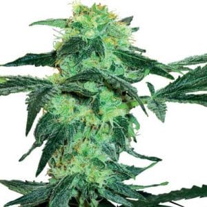 White Ice from White Label Seeds
