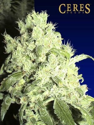 White Indica