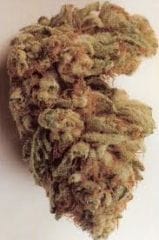 White KC