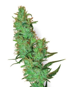 White Label Jack Herer