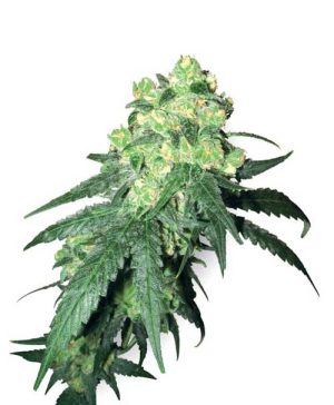 White Label Rhino
