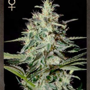 12/12 Photoperiod – Indoor-friendly – Feminized – White Lemon strain – image 1 – from Strain Hunters via Seed City