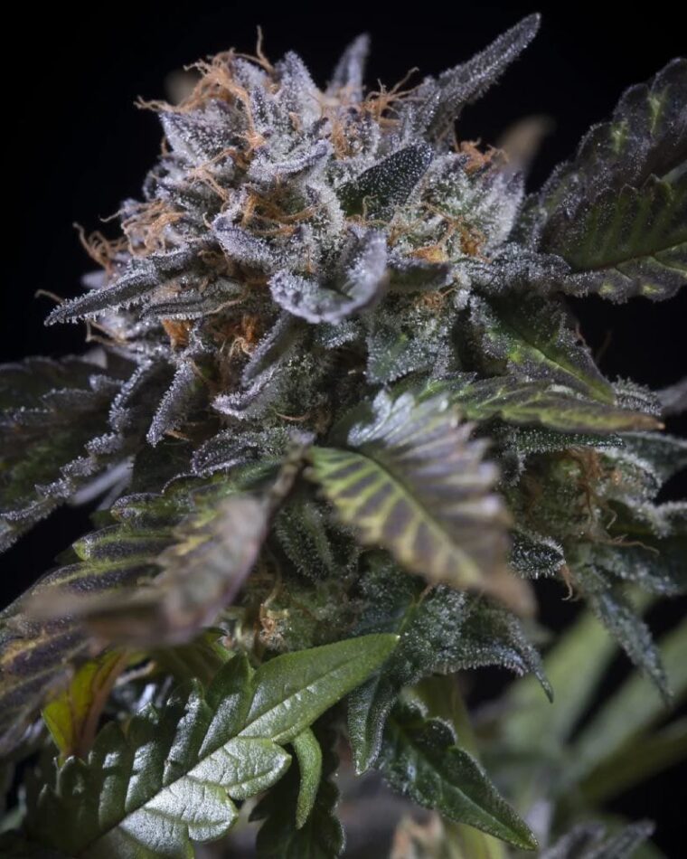White Noise from Paradise Seeds
