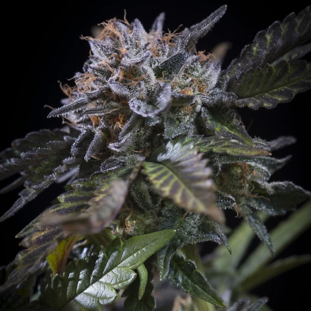 White Noise 大麻の種子 | Paradise Seeds | Seed City