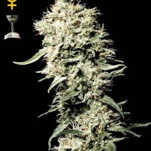 White Rhino by Green House Seeds – Beginning of October – High Yielding – Short (up to 80cm) – image 1 – Seed City