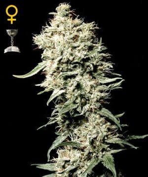White Rhino