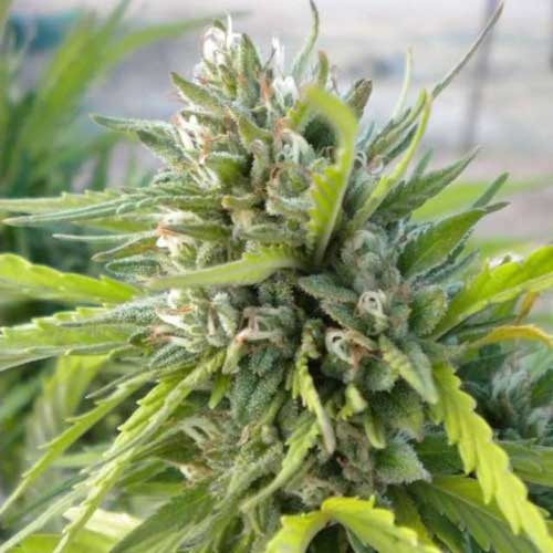 White Rhino from Nirvana Seeds