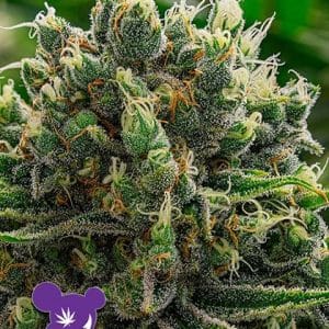 White Runtz cannabis seeds – Good for outdoor grow – Indica Dominant – Creative – image 1 from Seed City