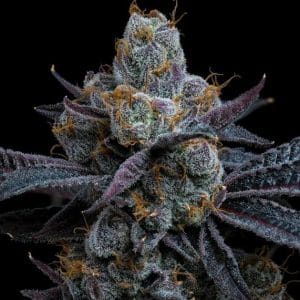 Image 1 of White Runtz cannabis by Barneys Farm Seeds – Middle of October – Citrus – Super Strength – Seed City