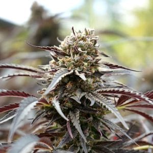 White Runtz Fast by Humboldt Seed Organisation – Mostly Indica – Auto-Flowering – Female seeds – image 1 – Seed City