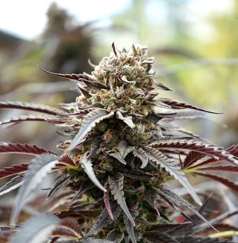 White Runtz Fast by Humboldt Seed Organisation – Mostly Indica – Auto-Flowering – Female seeds – image 1 – Seed City